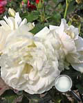 Edelweiss